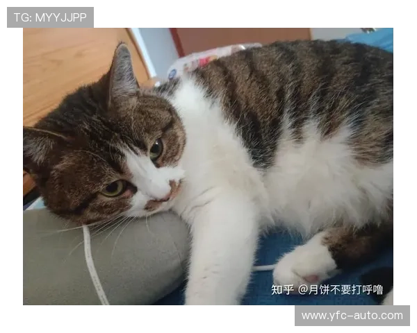 足球明星名字命名的猫咪们趣味大集合你最喜欢哪一只猫咪呢 足球明星名字命名的猫咪们趣味大集合你最喜欢哪一只猫咪呢